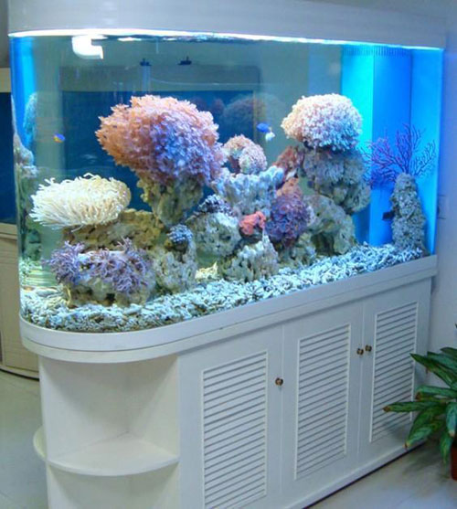 居家養魚風水講究，怎么養魚招財運？