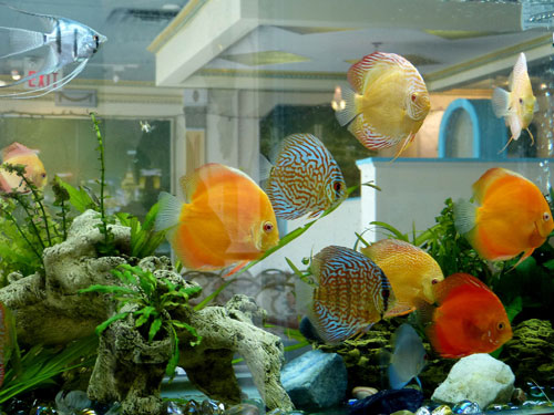 居家養魚風水講究，怎么養魚招財運？